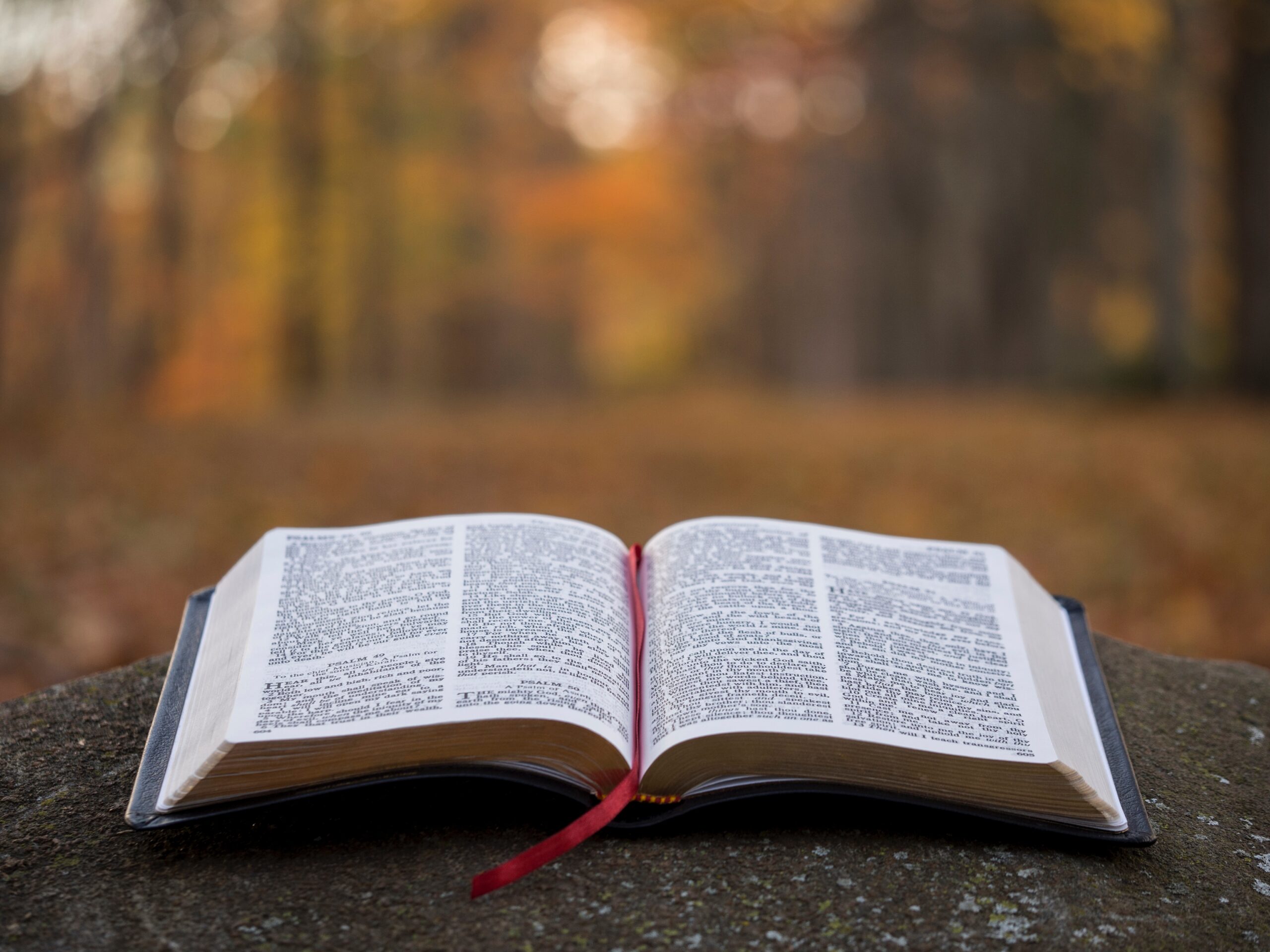 open bible in a forest
