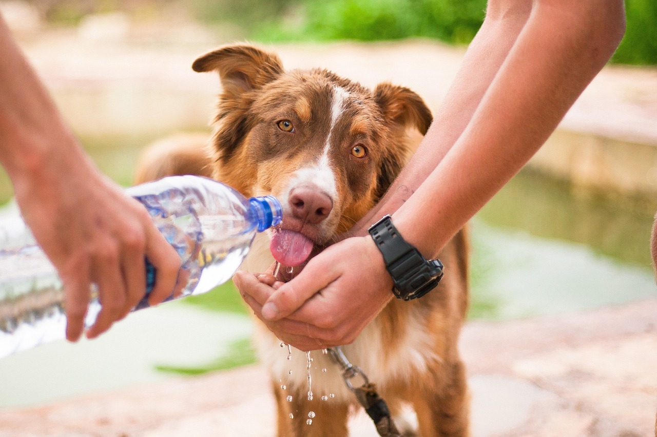 A red dog being fed water from a bottle and hands