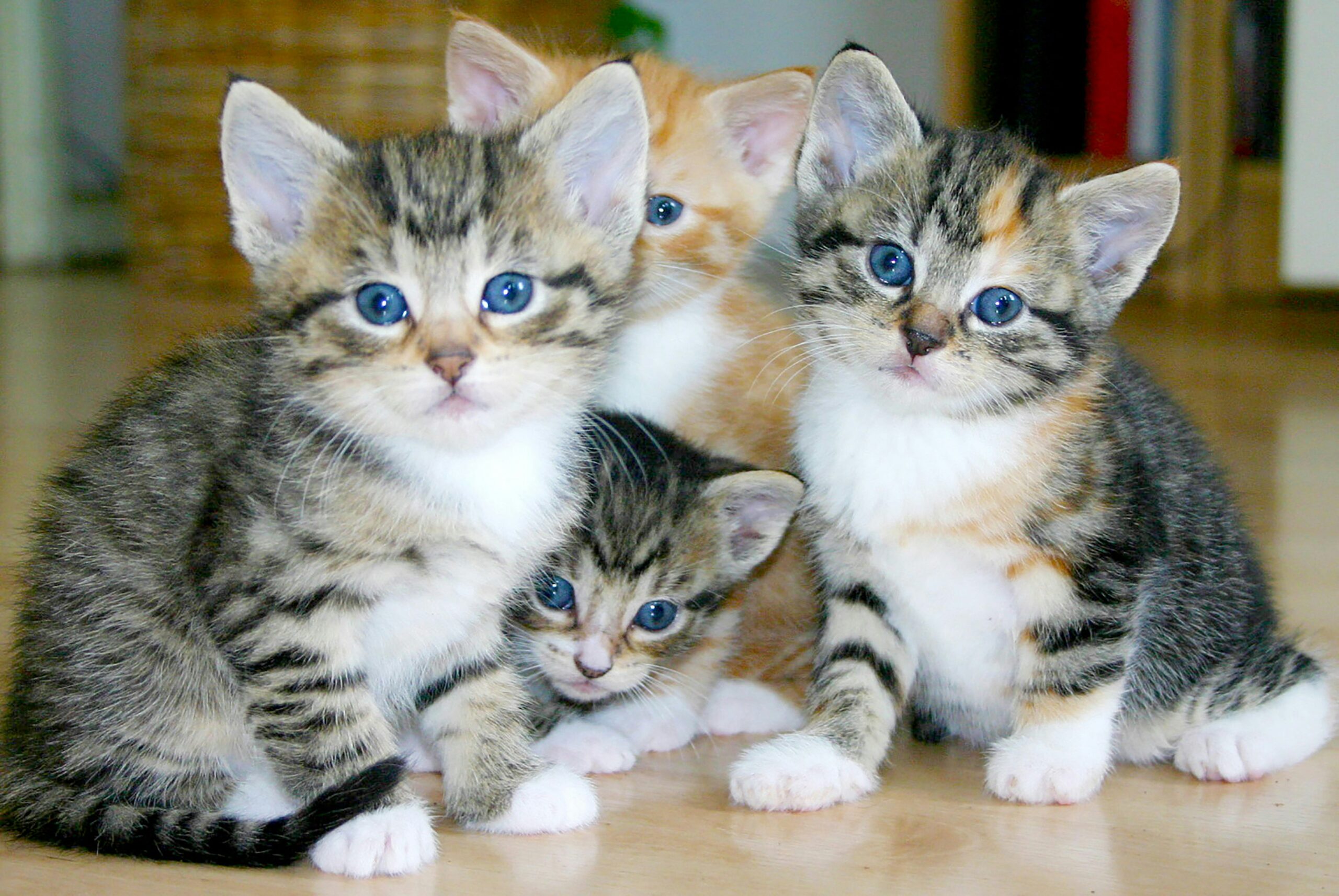 Four kittens with blue eyes staring at the camera