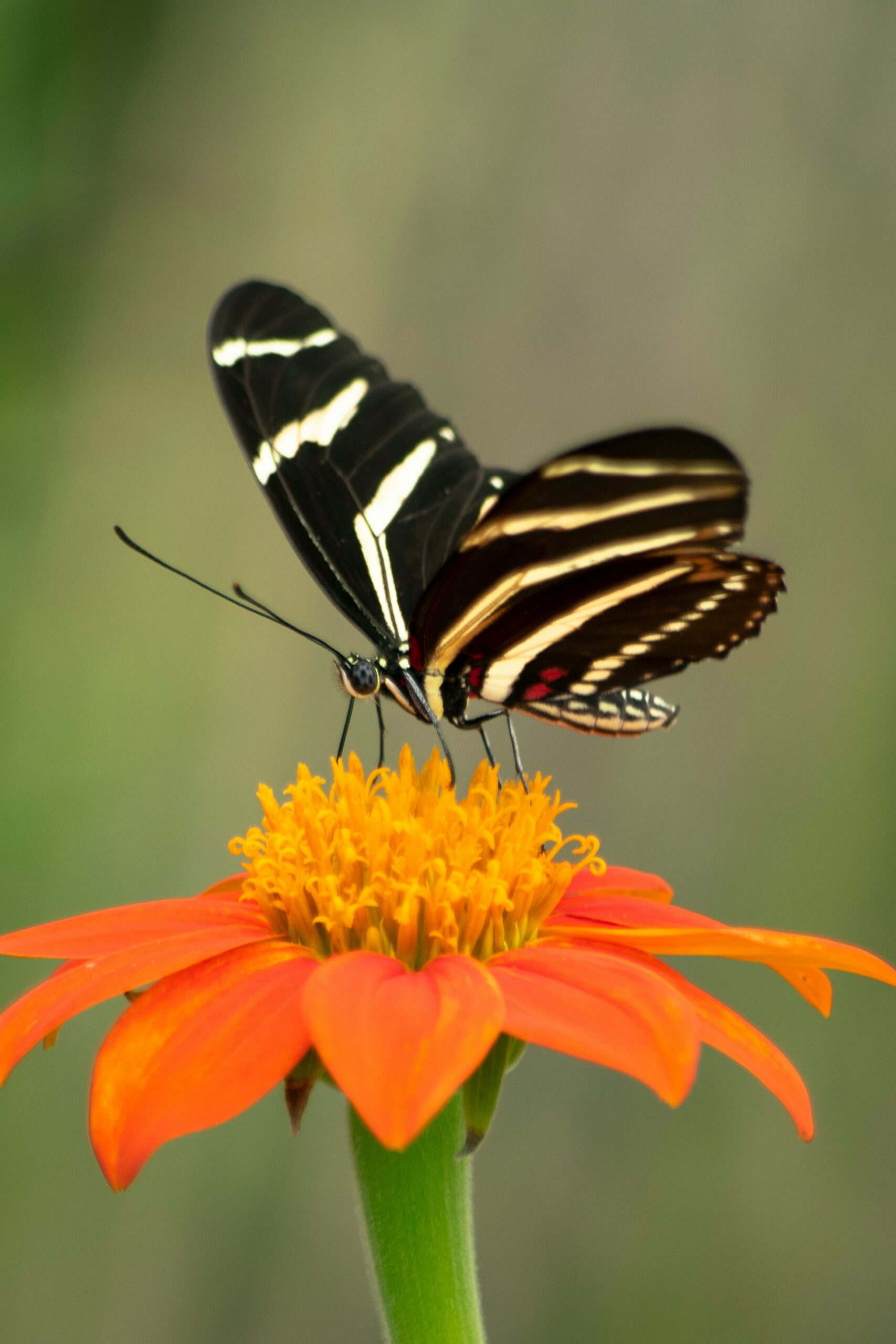 Black and white butterfly on an orange flower