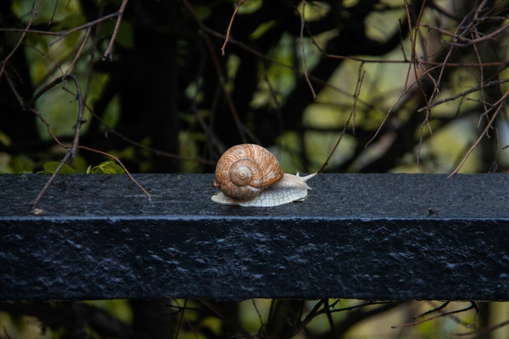 A brown snail on a steel beam